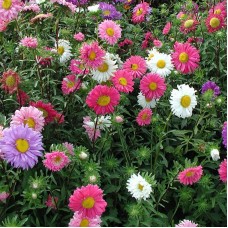 Organic China Aster, single-flowered
